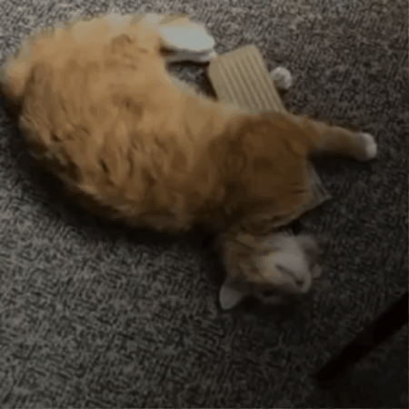 Clawvia Catnip Chew Toy